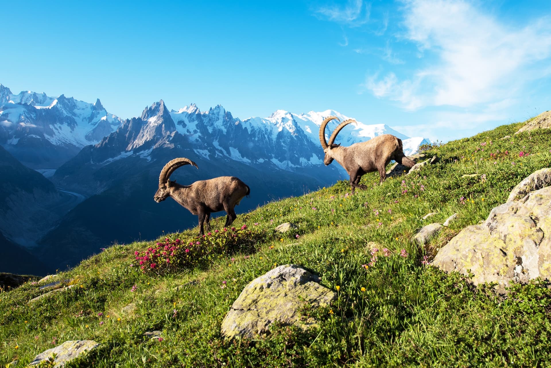 Two ibex on a green alpine pasture with snow-capped mountains near Lac Blanc.