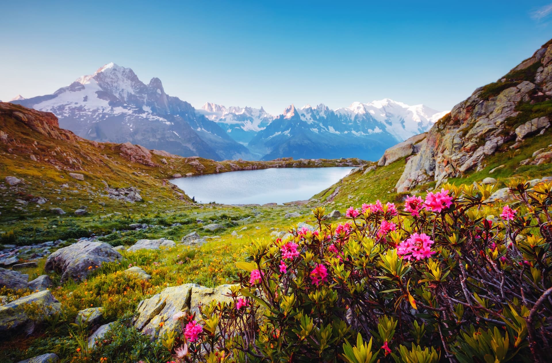 Alpine lake with snow-capped mountains, pink rhododendrons, and green slopes in spring