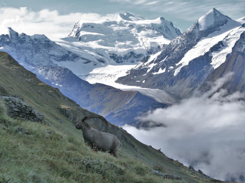 Walker's Haute Route, Switzerland, 2019