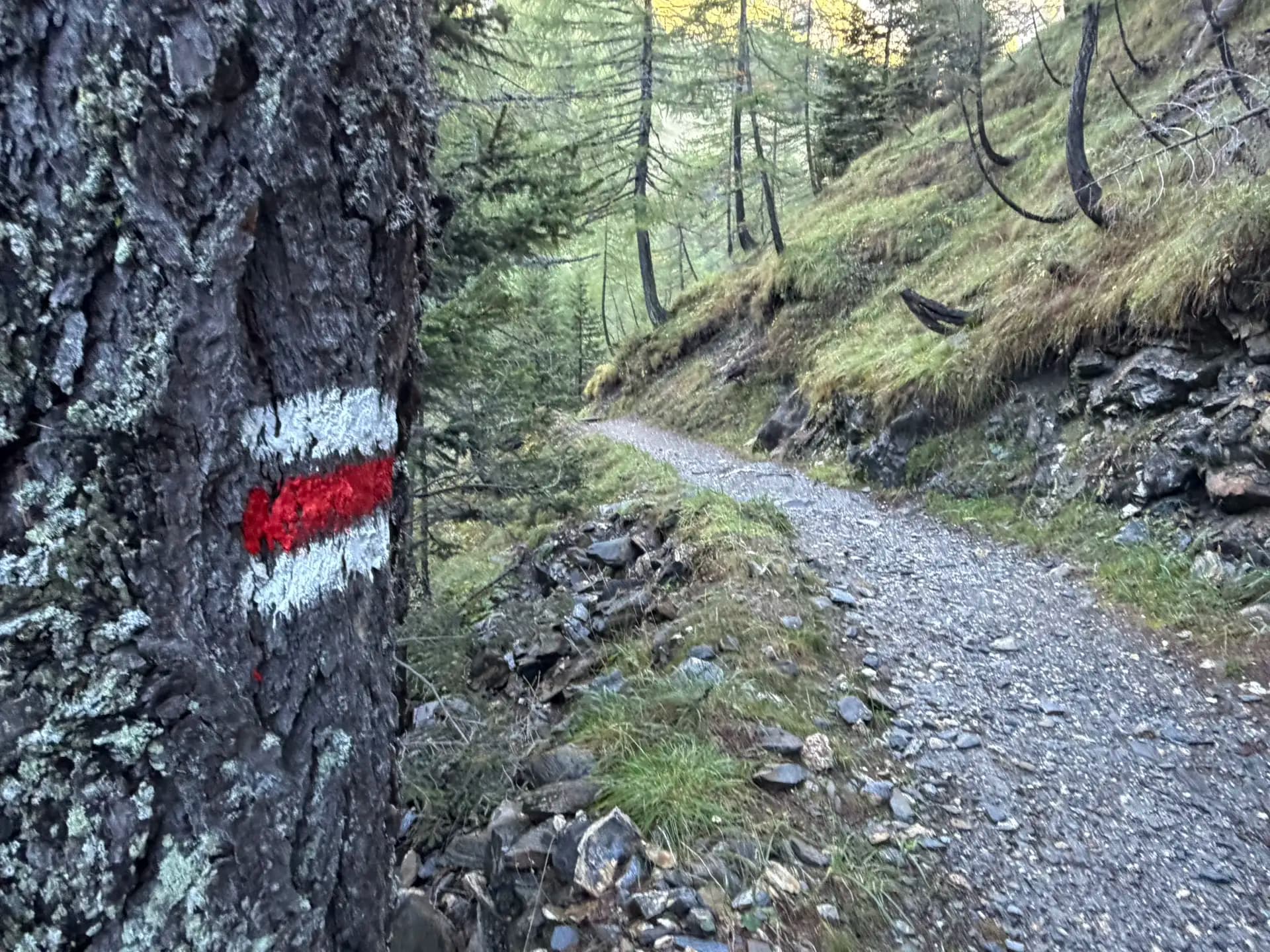 Red and white hiking trail marker painted on a tree trunk along a gravel path in a forest.