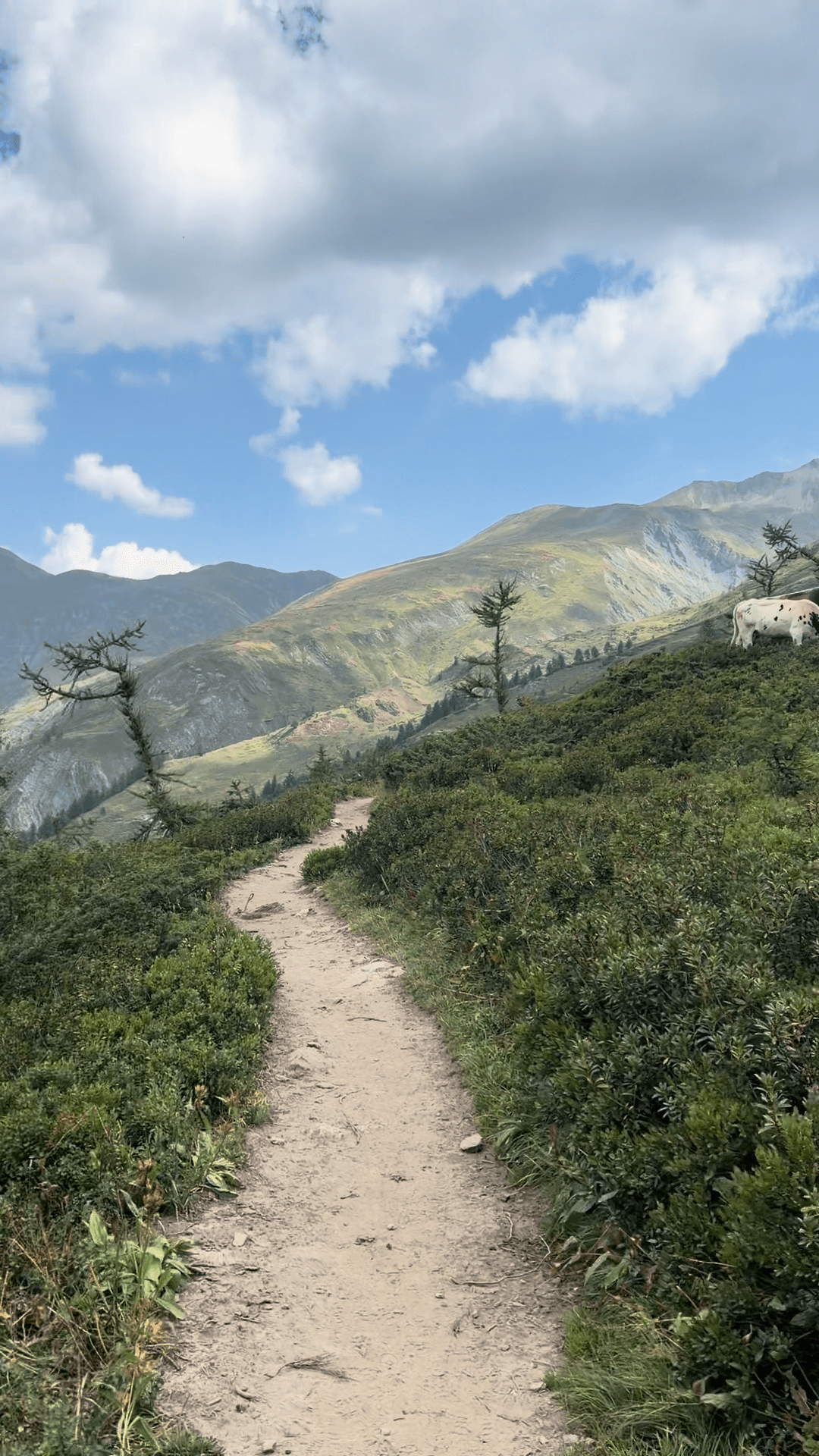 Hiking trail winding through alpine landscape with mountains and cows