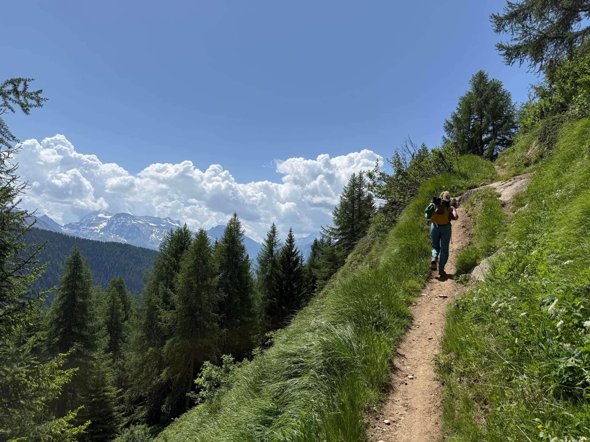 Hiker with backpack walking on grassy mountain ledge path with pine trees and snowy peaks