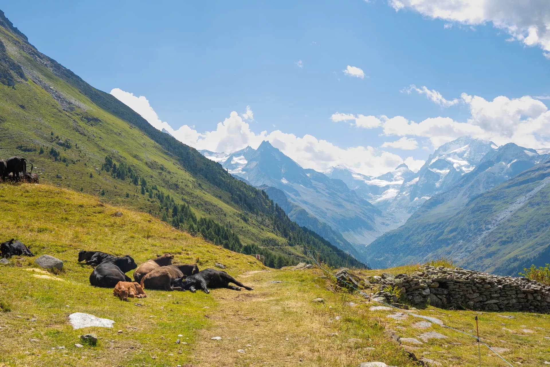 Cattle resting on green alpine pasture with snow-capped mountains in background under blue sky