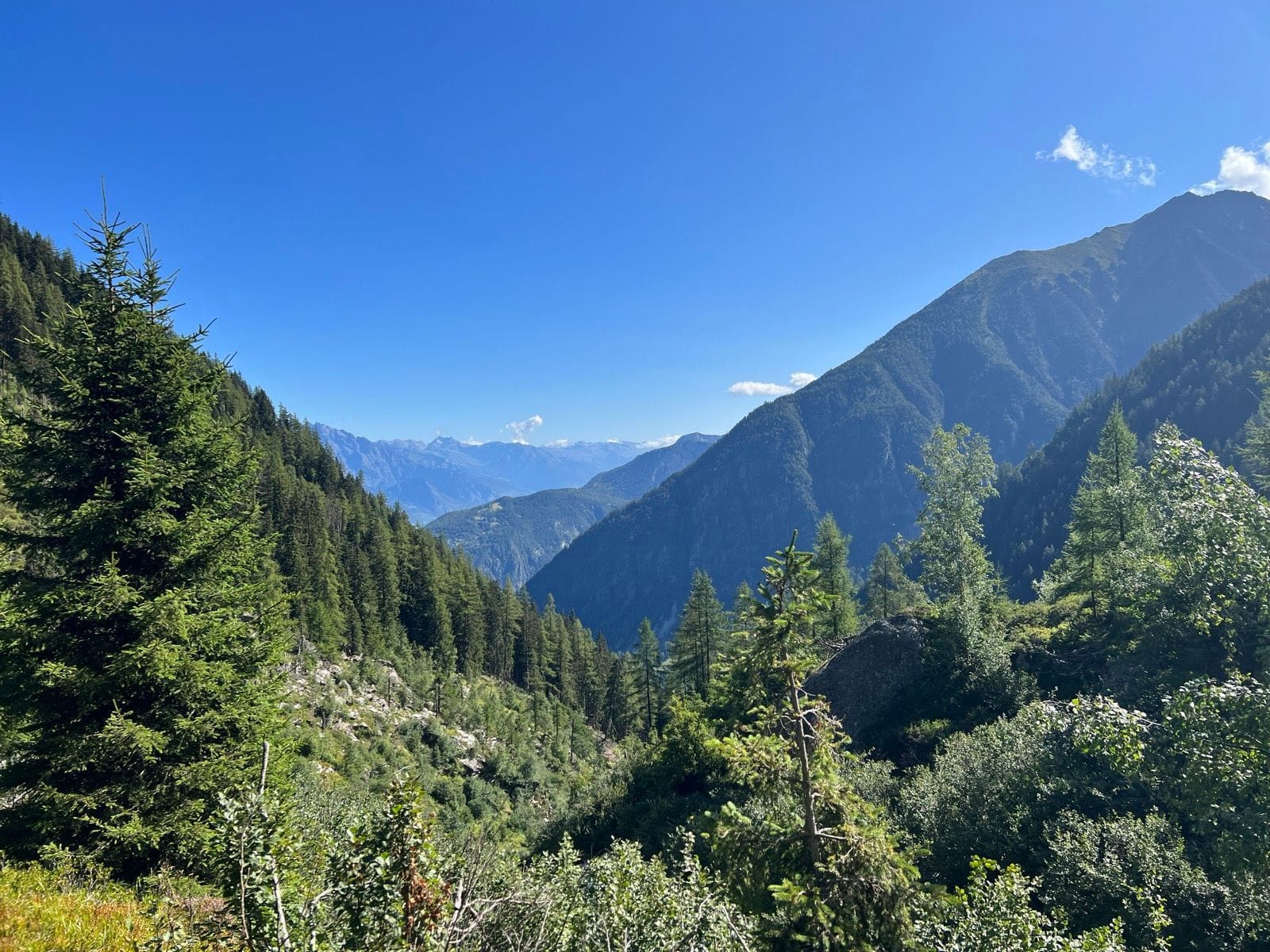 Alpine mountain valley view with dense pine forests and clear blue sky