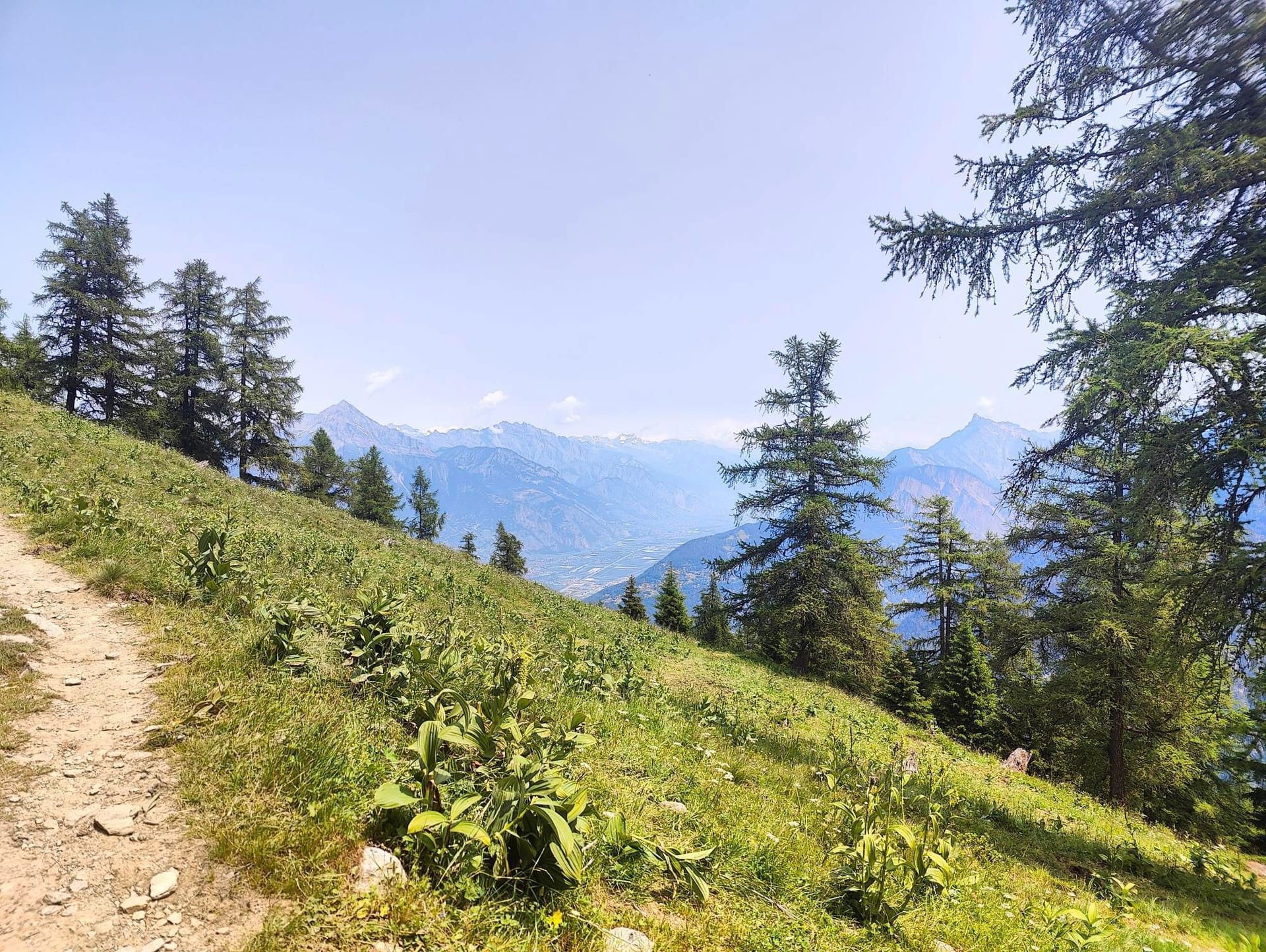 Mountain hiking trail on grassy alpine slope with pine trees and distant peaks