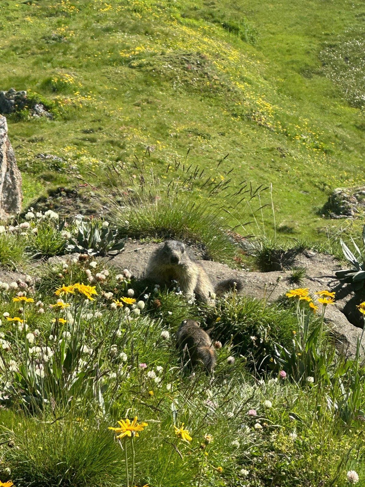 Marmots in grassy alpine meadow with yellow flowers
