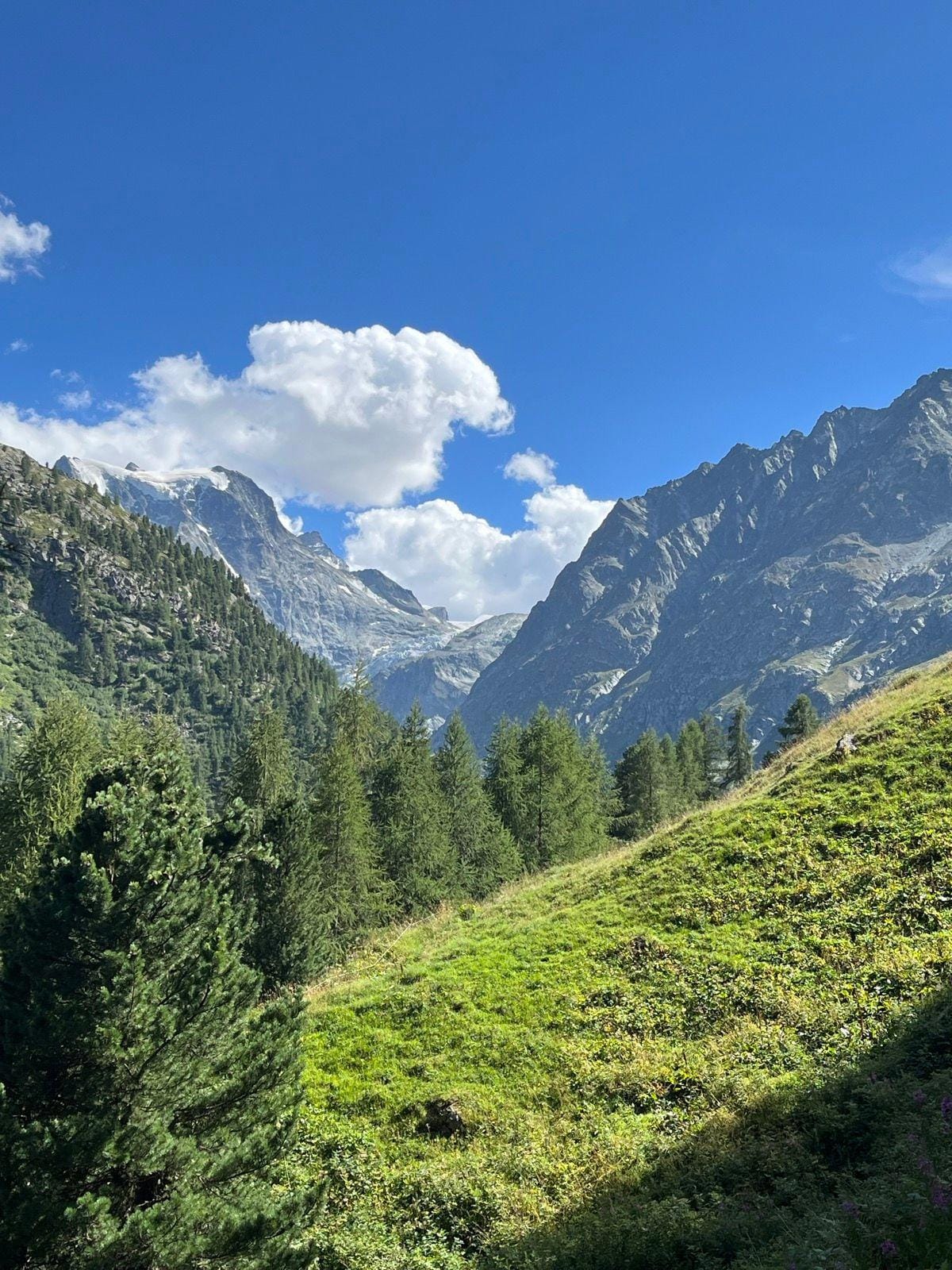 Arolla alpine landscape with green grassy slopes, pine forests, and rocky mountain peaks under a blue sky