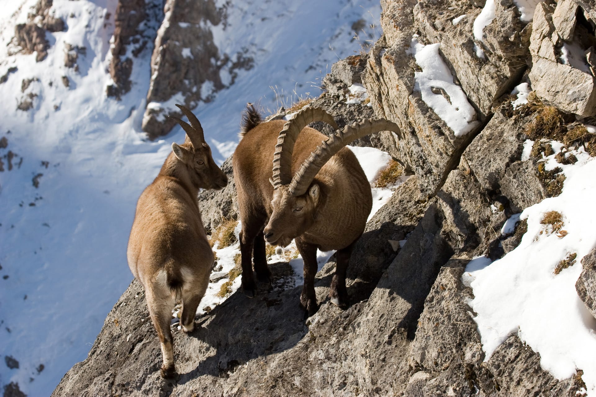Two alpine ibex standing on a snowy rocky mountain slope