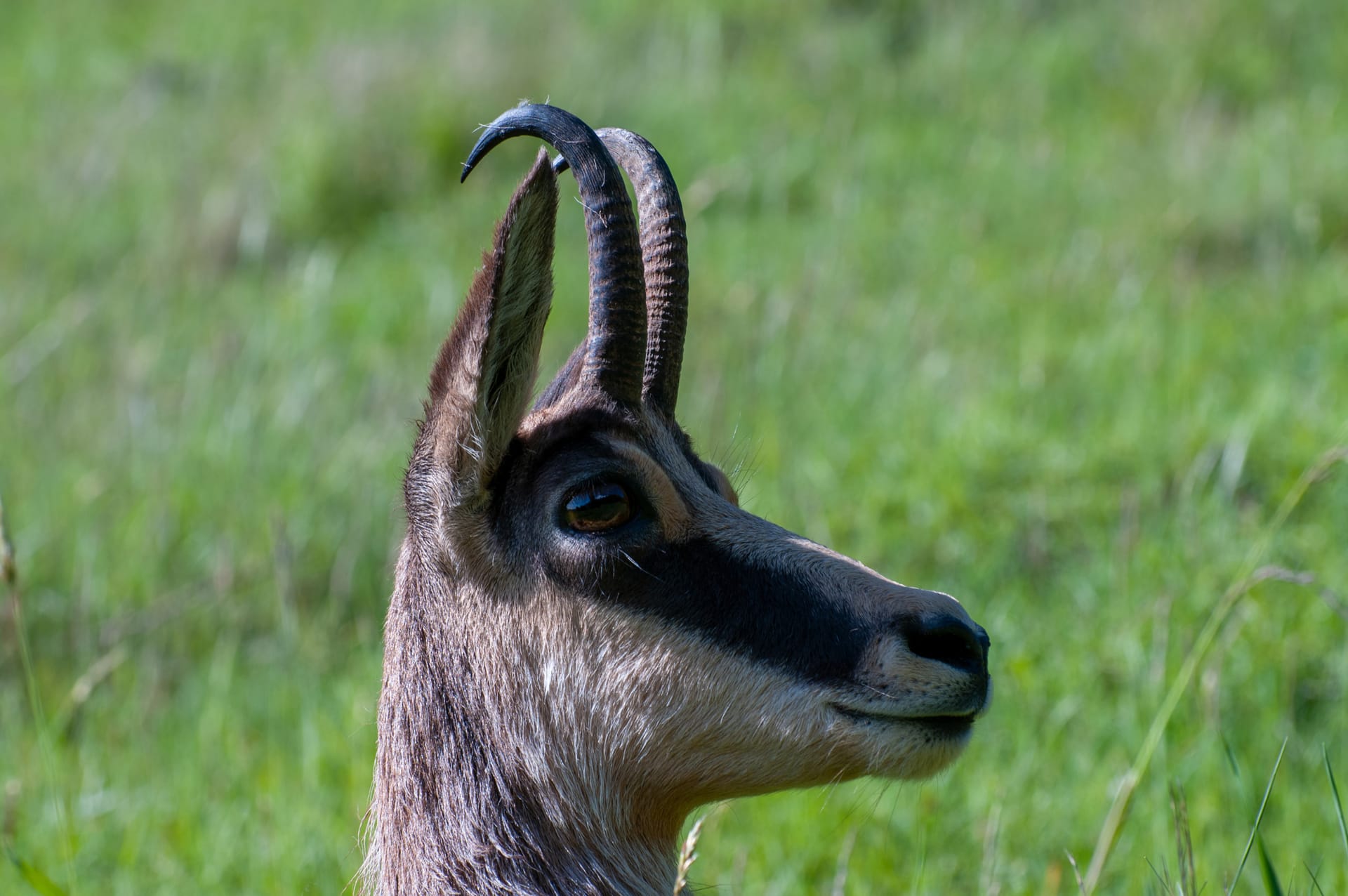 Chamois head with curved horns in green grass field