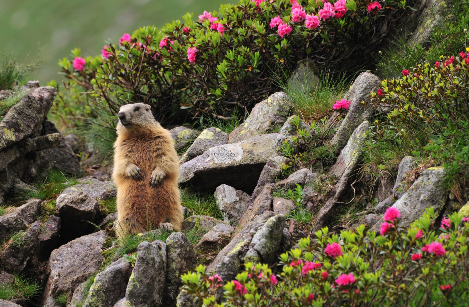 Marmot standing upright among rocks and pink alpine flowers on a mountainside