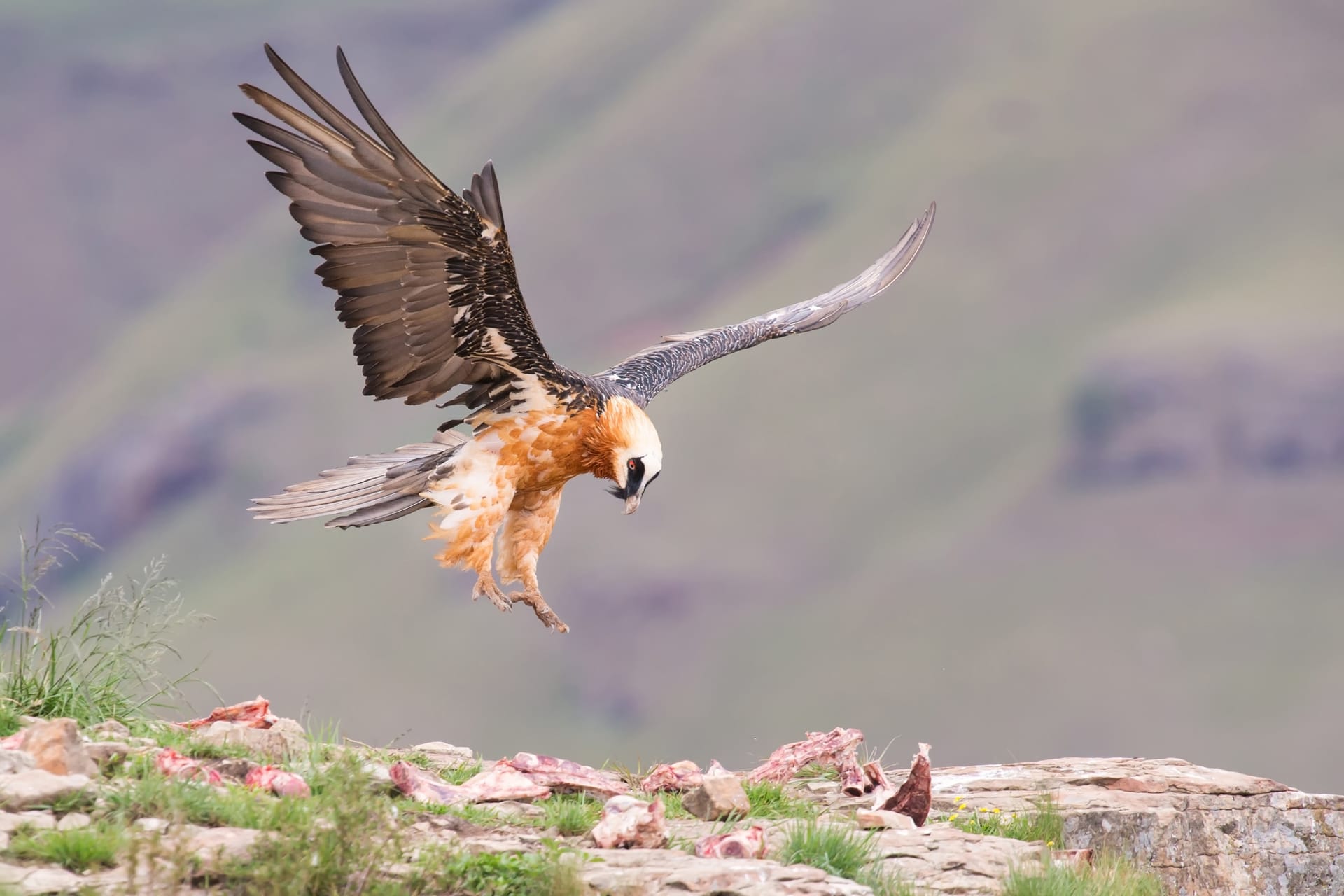 Bearded vulture landing near bones on mountain ridge with blurred green hills background