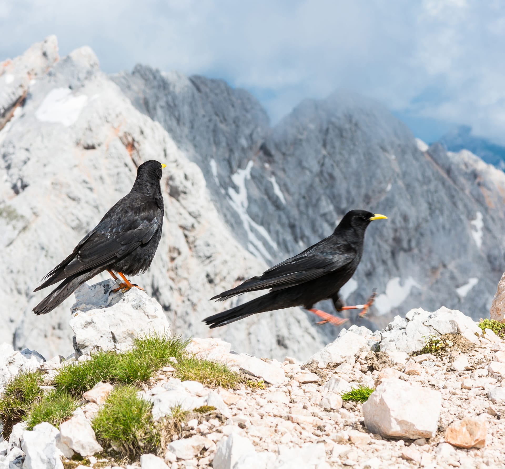 Black birds with yellow beaks on rocky mountain terrain with alpine peaks in background