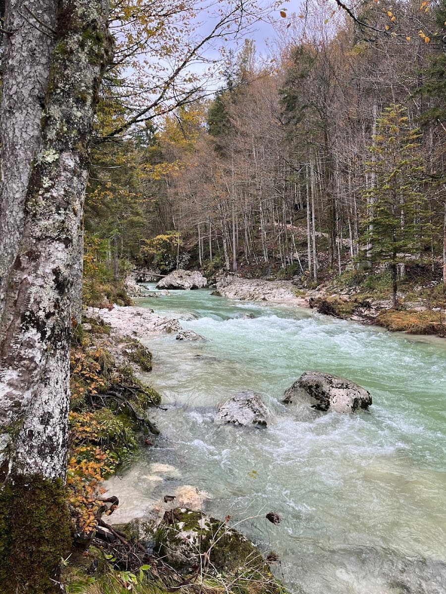Rushing turquoise river flowing past mossy rocks and autumn forest trees.