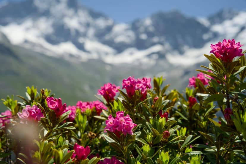 Alpine rose flower in bloom. Snow-capped peaks in the Swiss Alps, Val d'Anniviers, Canton Valais, summer.