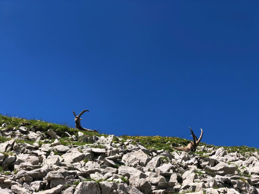 Herd of Capricorns on a alpine mountain trail between Rotsteinpass and Wildhauser Schafberg on the rocky ridge line. In the Alpstein area, Säntis, Swiss alps. Found while Trail running.