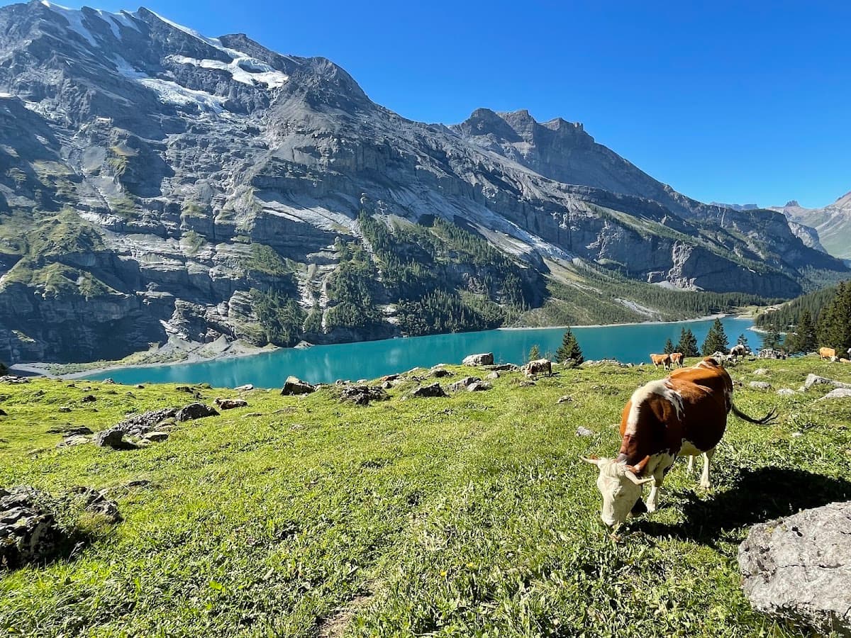 Cows grazing on a green alpine meadow near a turquoise mountain lake with rocky peaks