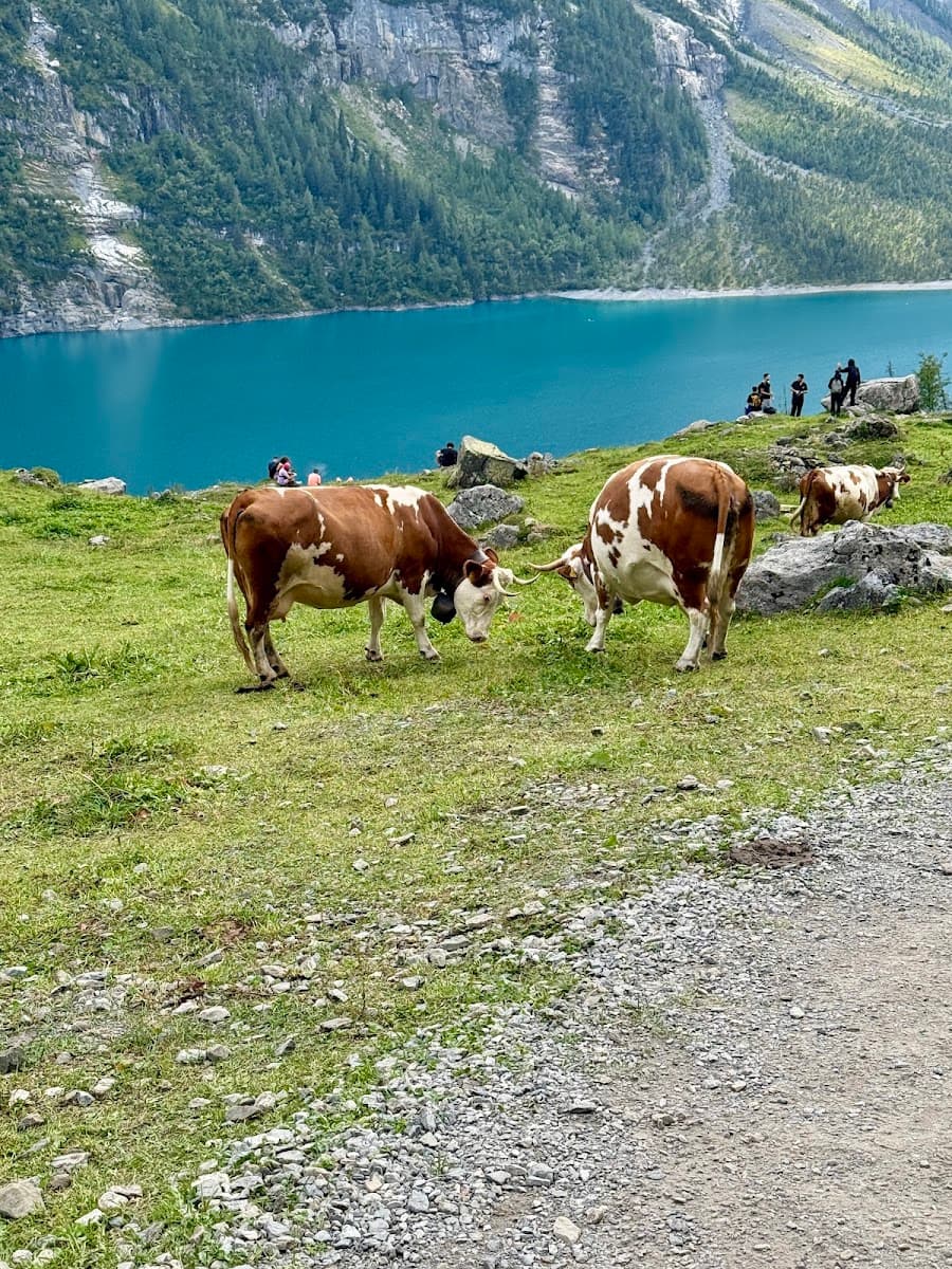 Brown and white cows grazing in a grassy field near a turquoise alpine lake with mountains in the background