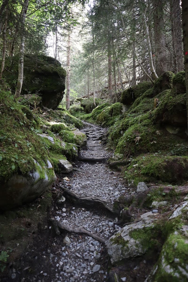 Rocky hiking trail winding through a dense forest with moss-covered rocks and trees