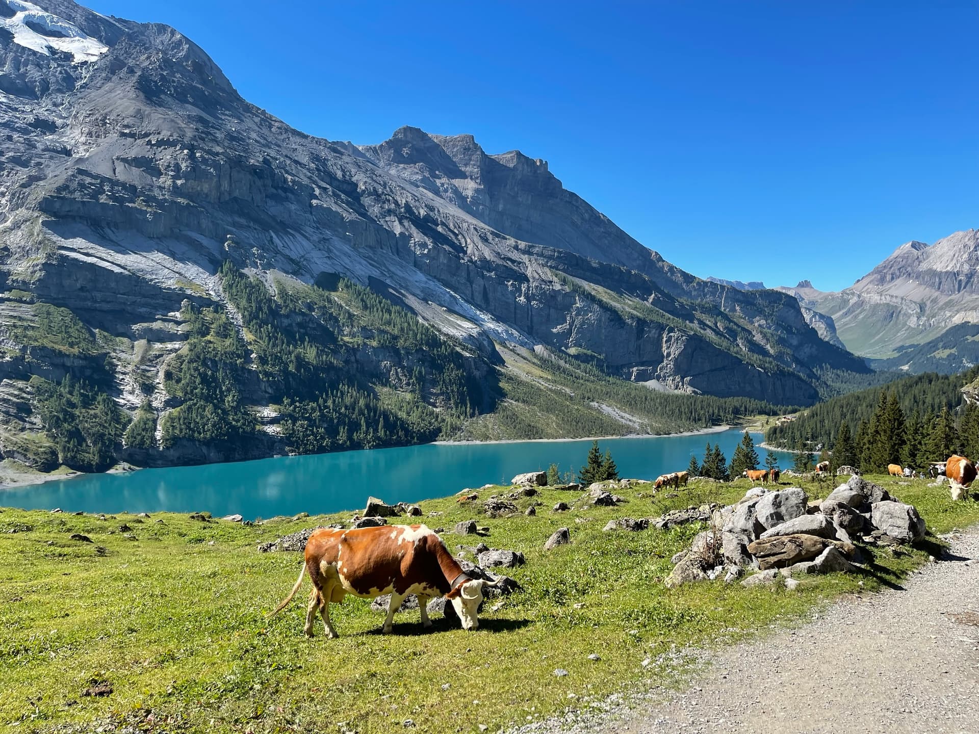Brown and white cow grazing in alpine meadow above turquoise mountain lake