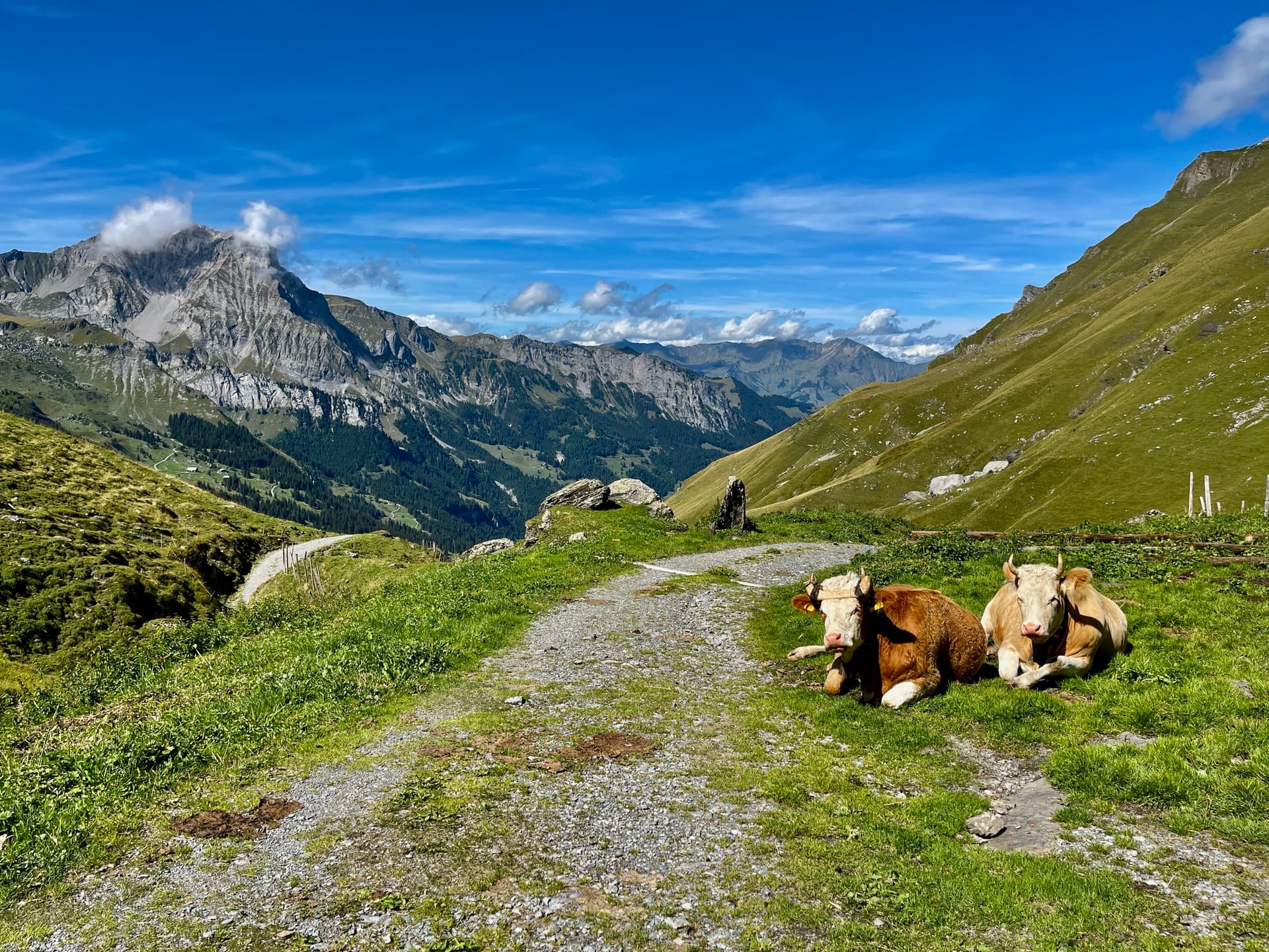 Cows resting beside a hiking trail in alpine mountains under a blue sky