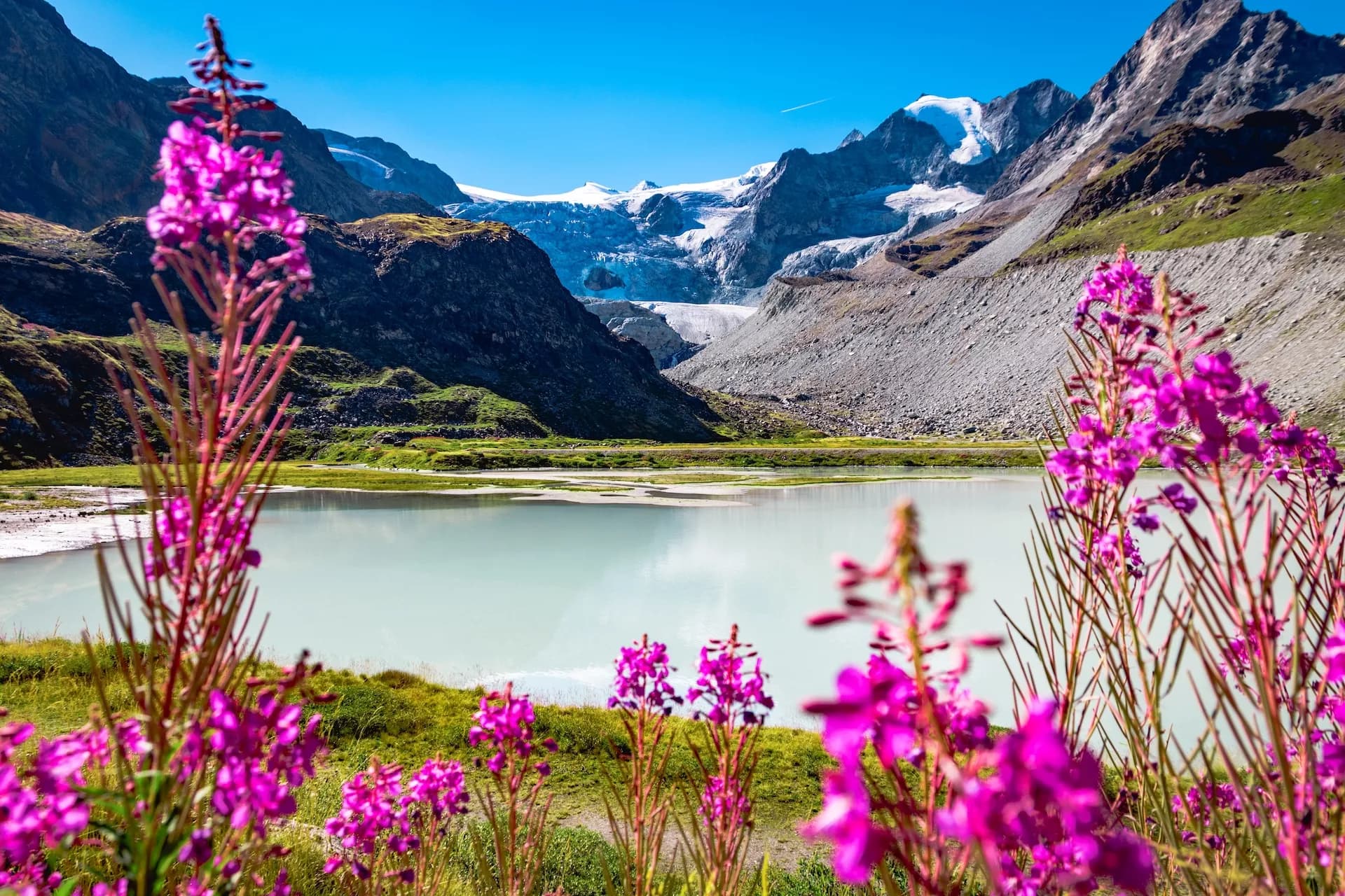 Moiry Glacier view from Lac de Chateaupre with bright pink flowers in summer.
