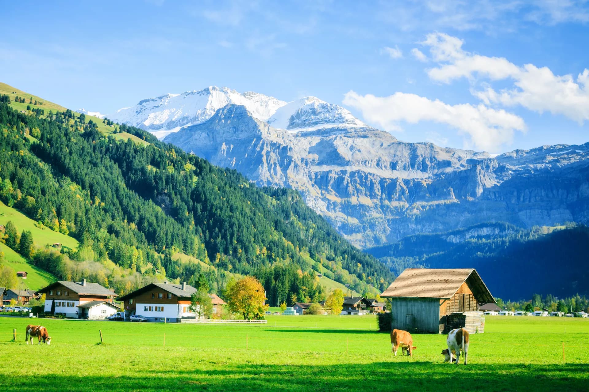 Cows grazing in green meadow before alpine village and snow-capped mountains in Lenk.