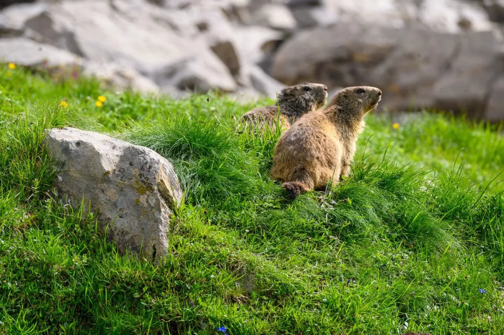 Alpine marmots in grass in Berner Oberland