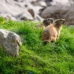 Alpine marmots in grass in Berner Oberland