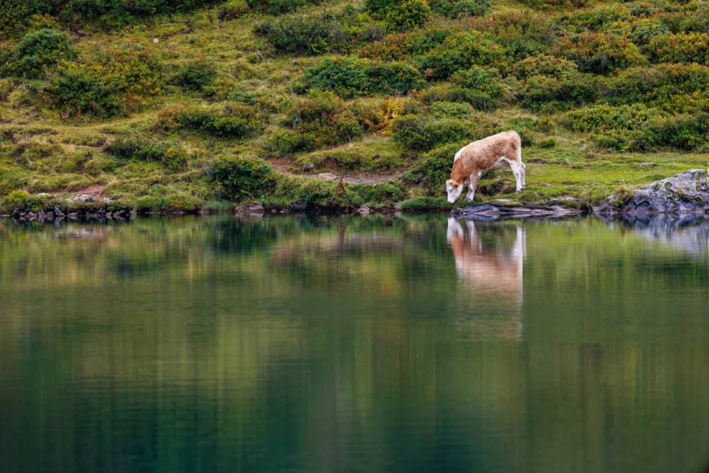 Engstlenalpsee in Bernese Alps