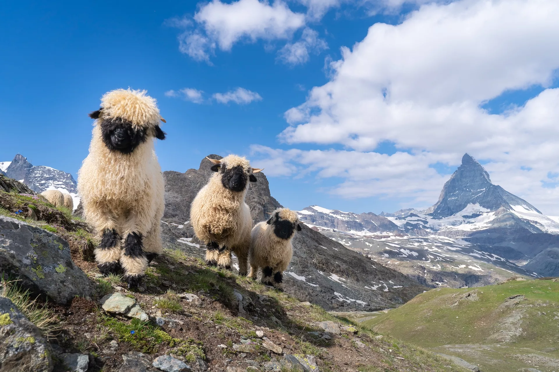 Valais Blacknose sheep framför Matterhorn