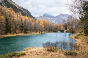 autumn larches at lake palpuogna