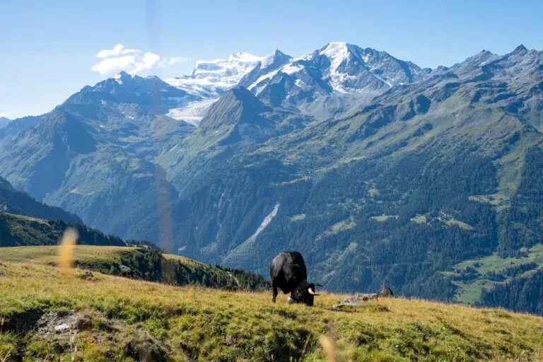 Beautiful views of the Grand Combin