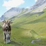 cows on the beautiful swiss landscape