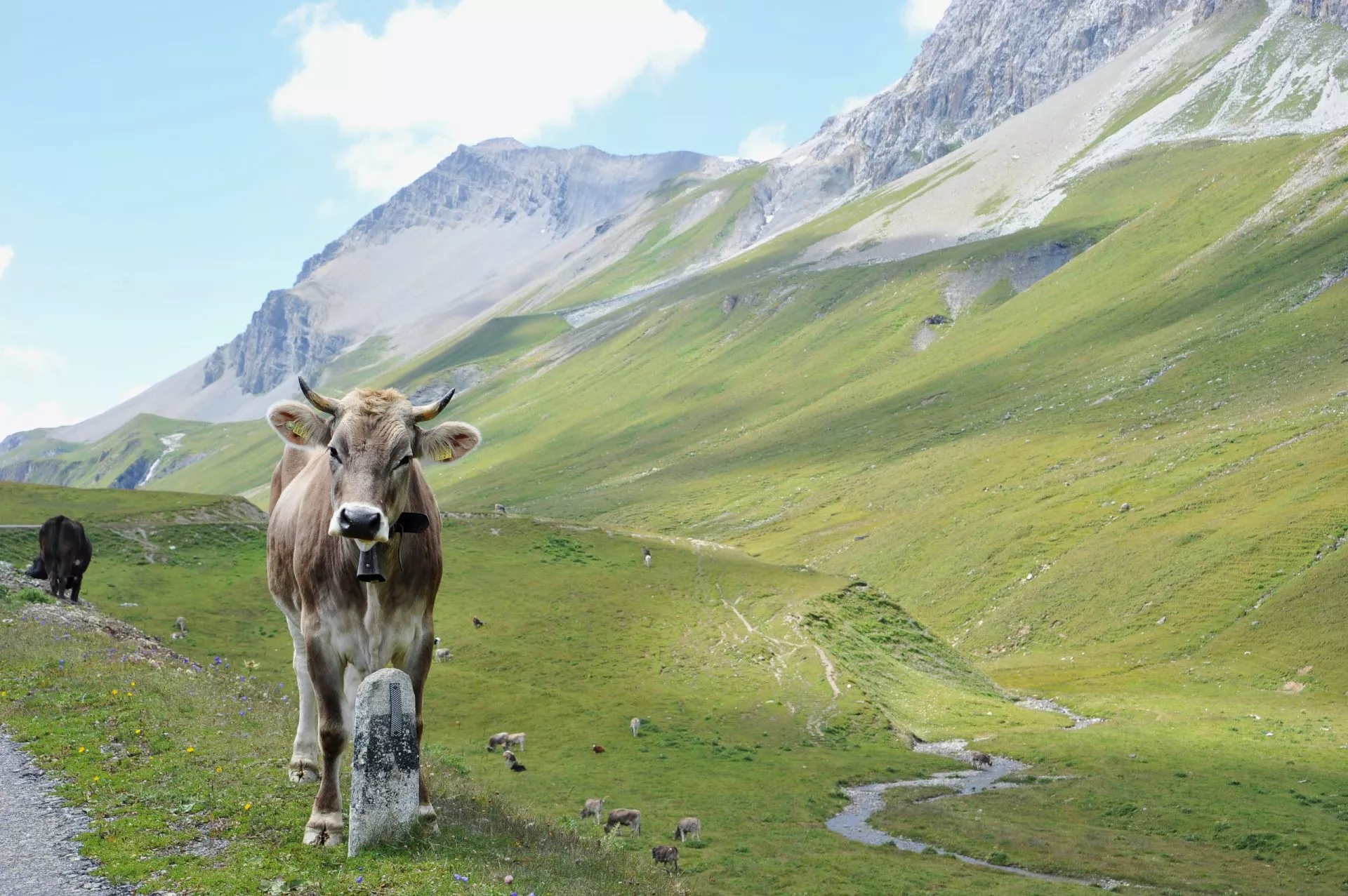 vacas en el hermoso paisaje suizo