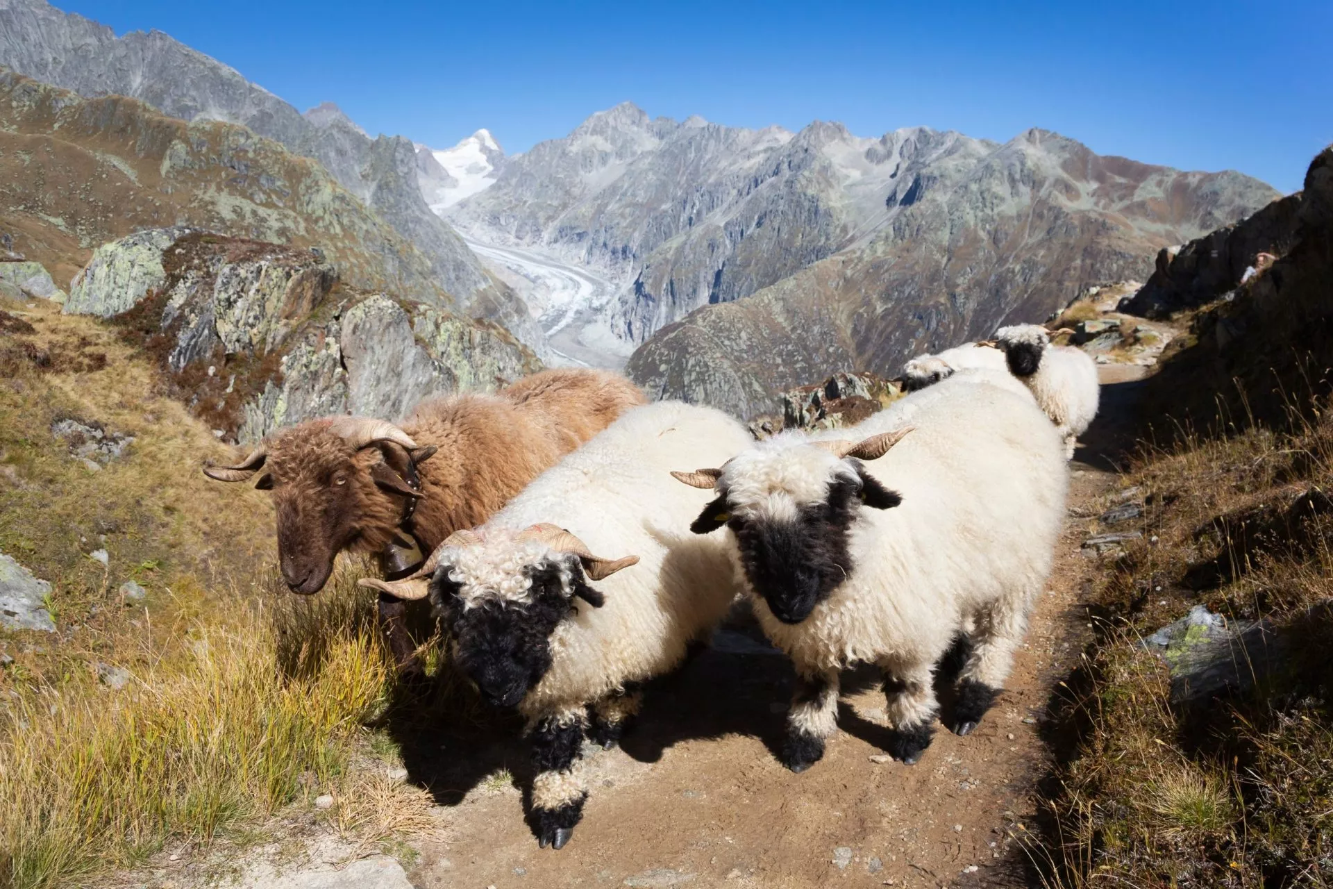 herd of valais blacknose sheep and the fiescher glacier