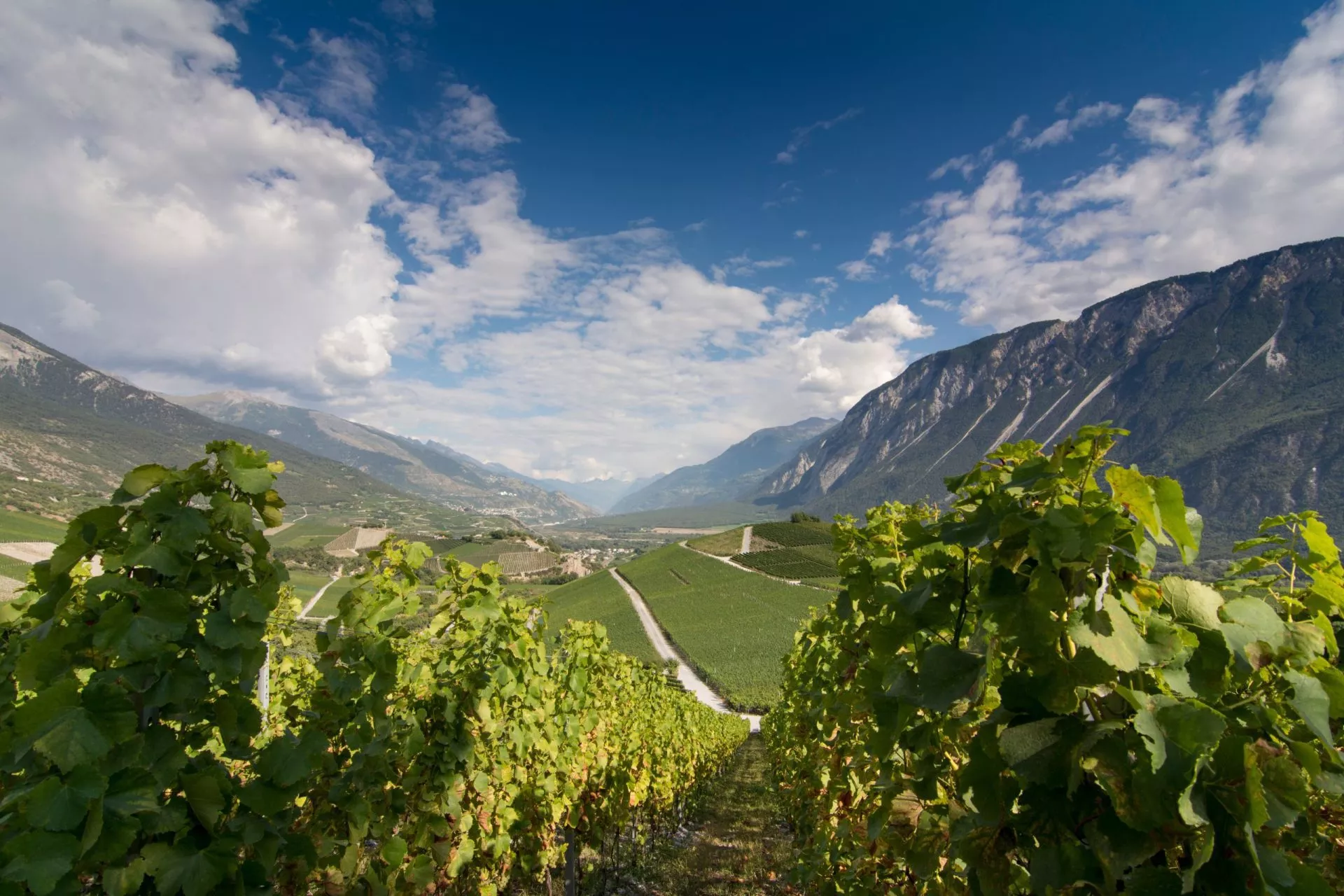 soliga vingårdar i Rhonedalen